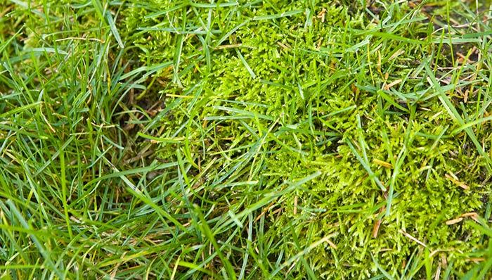 download free moss lawn